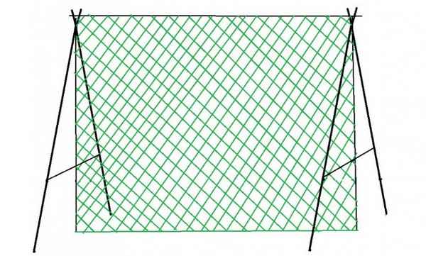 Как сделать шпалеру для лимонника и подвязать его