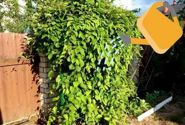 Полив и подкормка китайского лимонника