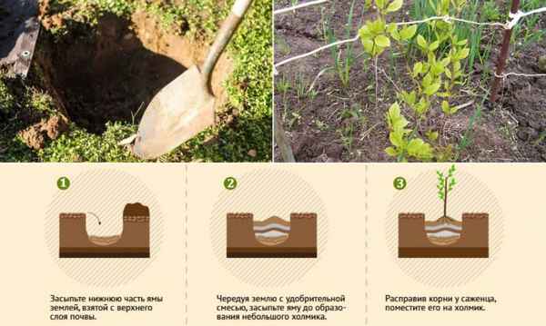 Пересадка лимонника китайского на новое место