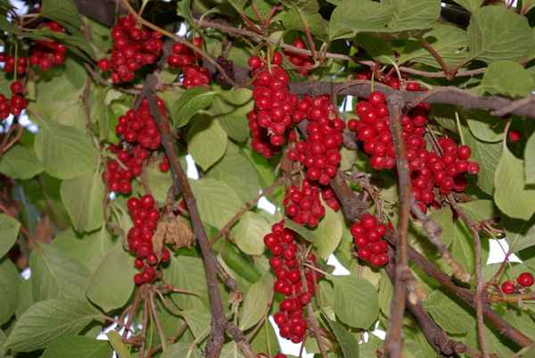 Лимонник китайский: выращивание и уход на Урале