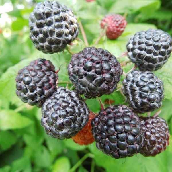 Как выглядит чёрная малина, виды, особенности выращивания, урожайность