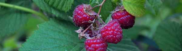 Не делайте это с малиной! 5 ошибок, которые погубят урожай