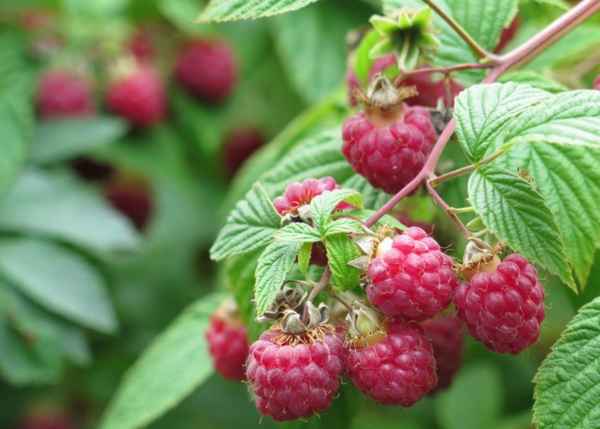 Вкусные ягоды до самых морозов: как продлить плодоношение малины