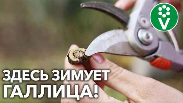 Не дайте малинной галлице расплодиться на участке! Использую этот приём перед зимой