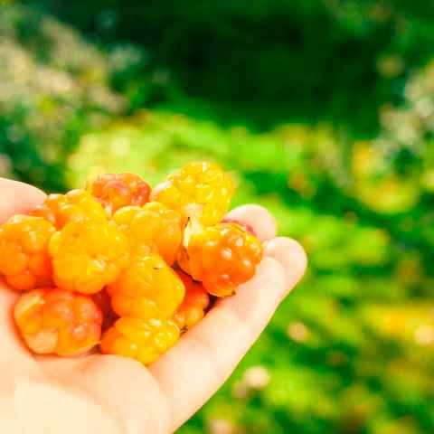 Польза и вред ягод морошки для организма человека