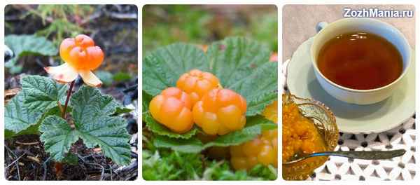 Лечебные свойства и применение листьев морошки