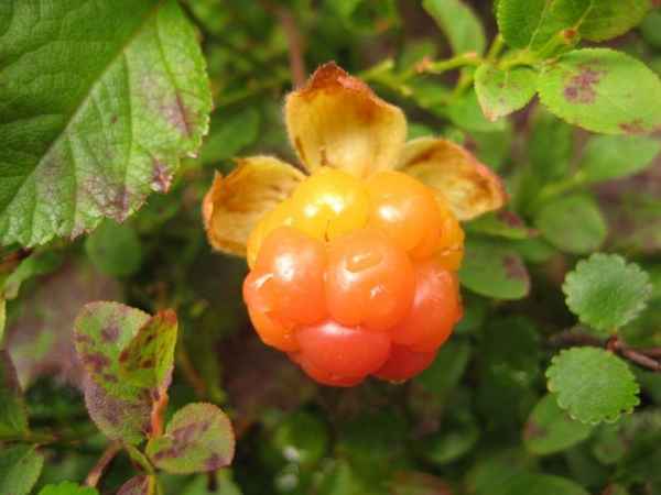 Где и когда созревает для сбора морошка в России