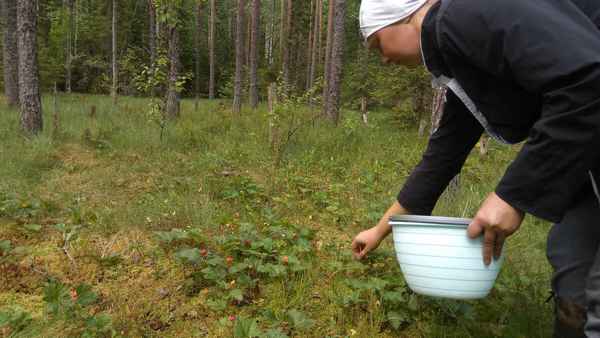Время сбора морошки в Карелии