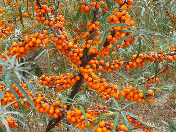 Облепиха выращивание и уход