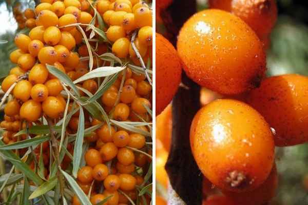 Описание облепихи Великан