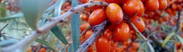 Облепиха Ватутинская: описание сорта, посадка и уход