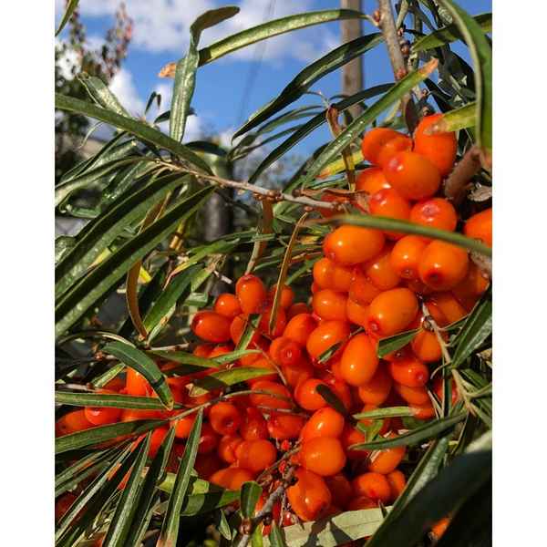 Облепиха сорта Чуйская: особенности выращивания и уход