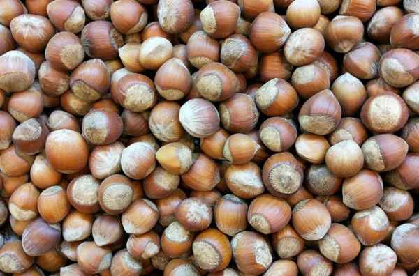 Как и когда собирать фундук в регионах России