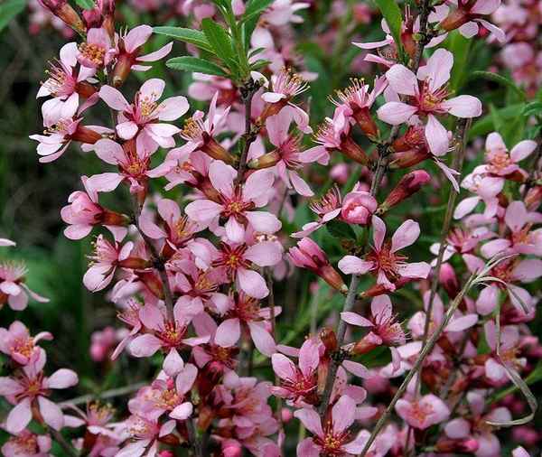 Низкий миндаль