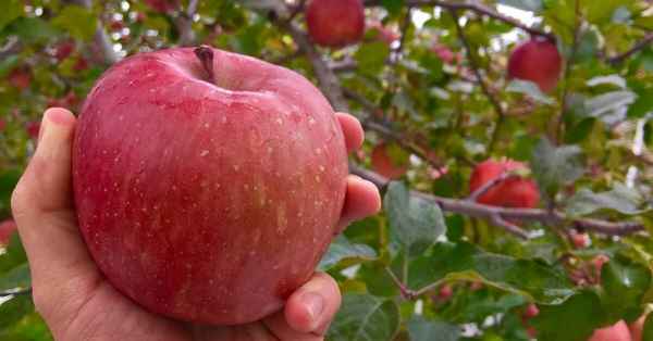 5 популярных сортов яблонь, которые исчезают из наших садов