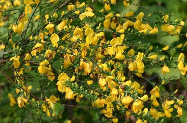Paкитник: особенности выращивания в Подмосковье