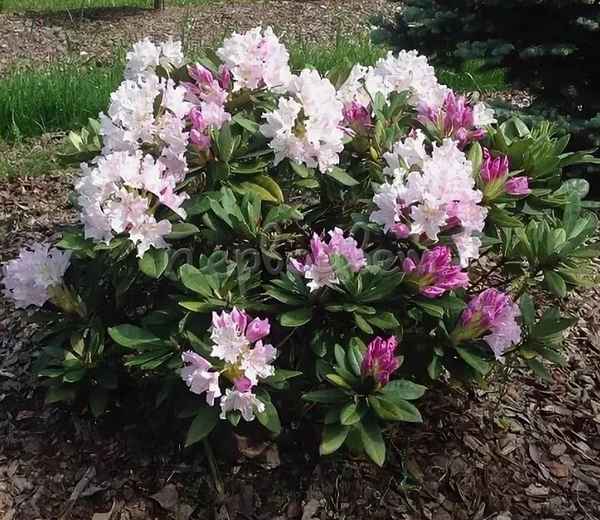 Фото, описание и применение гибридного рододендрона Pohjolas Daughter