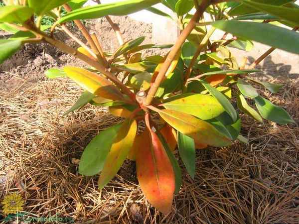 У рододендрона желтеют и опадают листья, что при этом делать