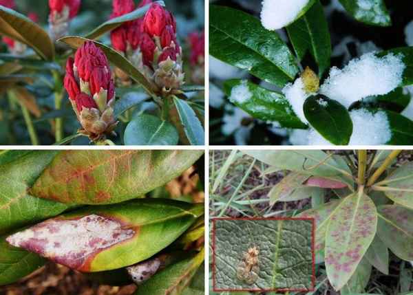 Причины плохого роста и отсутствия цветения рододендрона