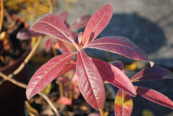 Почему красные листья у рододендрона