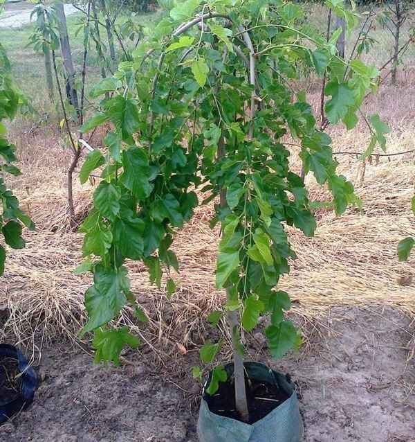 Выращивание шелковицы