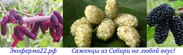 Описание шелковицы Чёрная баронесса, особенности выращивания и ухода