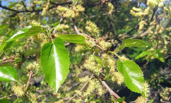 Почему не цветёт шелковица, и как правильно за ней ухаживать
