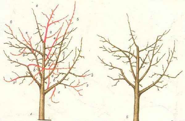 Формирование и обрезка шелковицы