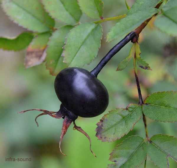 Чёрный шиповник: особенности выращивания и употрeбления плодов