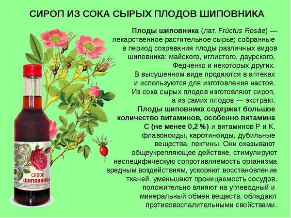 Польза сиропа из шиповника для взрослых и детей