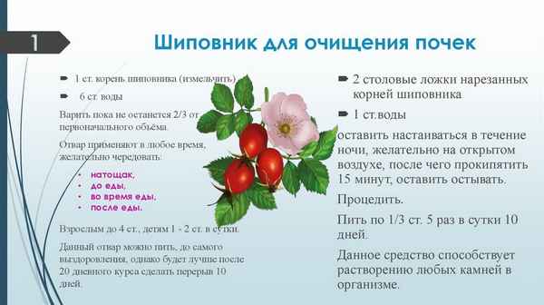 Шиповник для почек: польза и вред