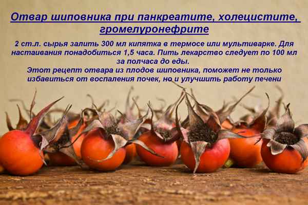 Шиповник при панкреатите и холецистите
