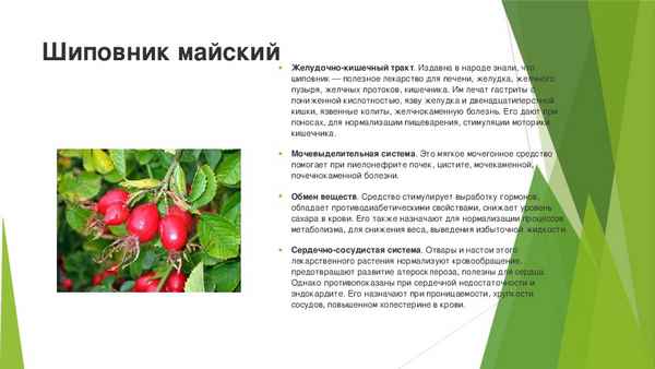 Шиповник для печени и жёлчного пузыря