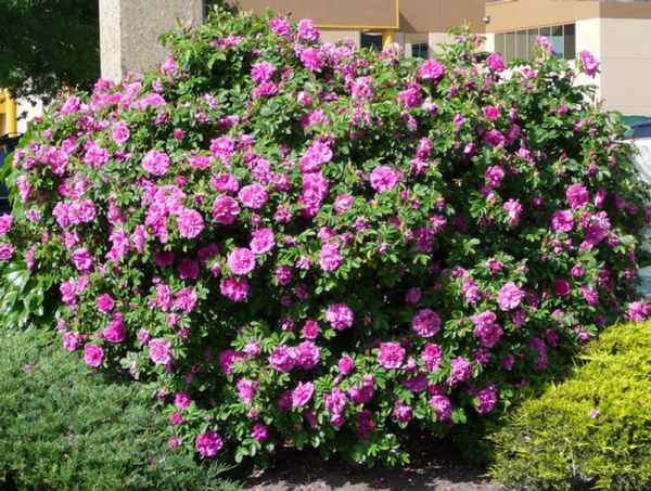 Декоративный шиповник: разновидности, посадка и уход