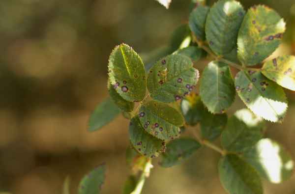 Вредители и болезни шиповника