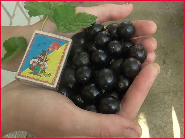 Смородина Чёрный Бумер: основные хаpaктеристики