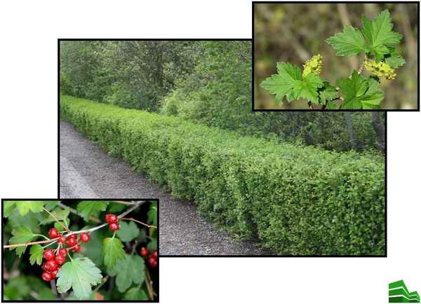 Красивая изгородь из смородины