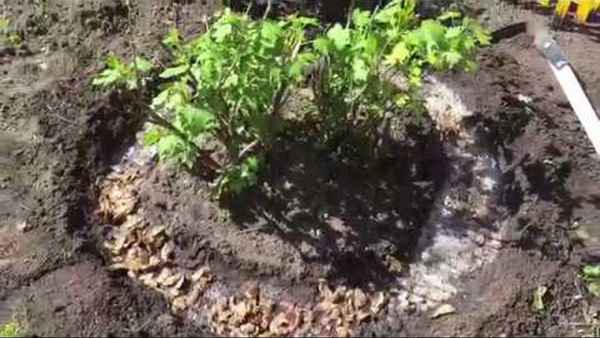 Смородина скажет вам спасибо! Подкормка картофельными очистками