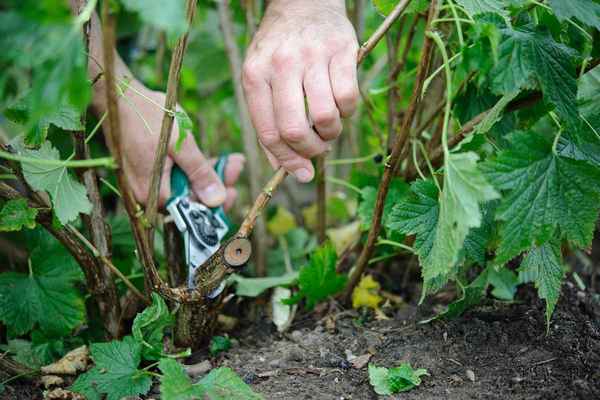Эти 5 действий после сбора смородины увеличат шансы на хороший урожай в новом сезоне