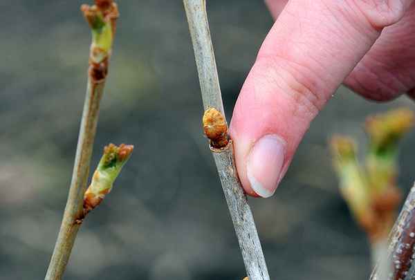 Как бороться с почковым клещом на смородине