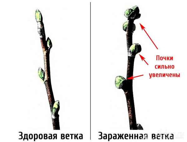 Заметили круглые почки на смородине? Избавьтесь от них! Объясняю, почему