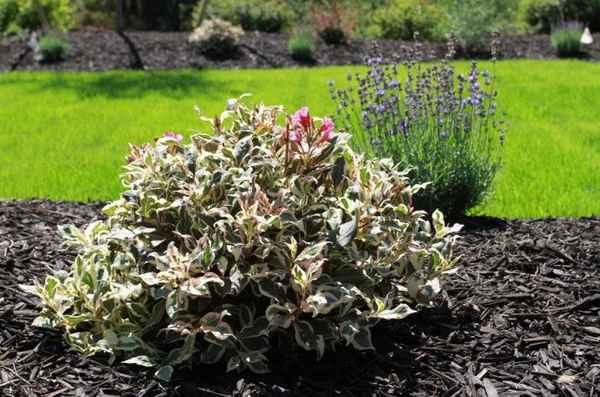 Вейгела пестролистная: применение, посадка и уход