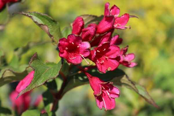 Описание и выращивание в открытом грунте вейгелы сорта Ред Принц