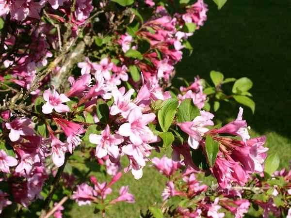 Описание сорта вейгелы Пинк Принцесс, посадка и уход