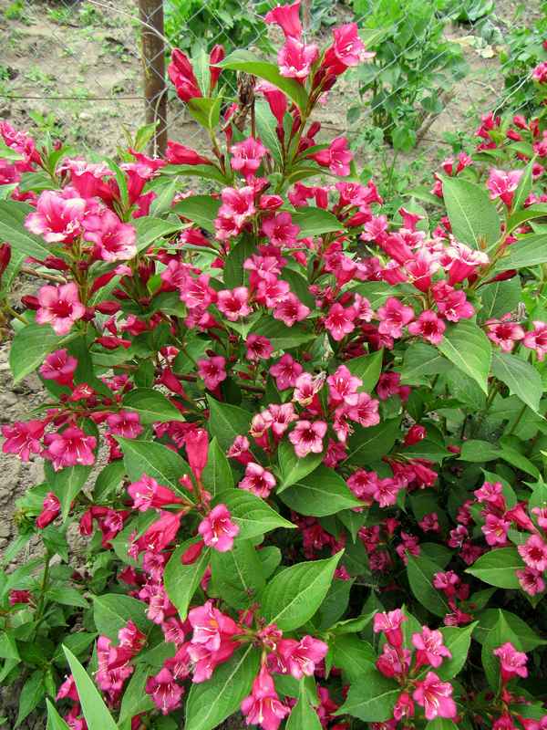 Описание и выращивание кустарника вейгела розовая