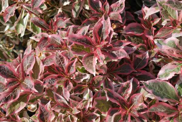 Описание и выращивание вейгелы сорта Монет