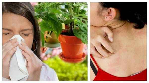 Может ли виноград вызвать аллергию и как она проявляется