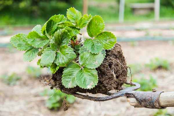 3 признака, что от клубничных кустов пора избавиться
