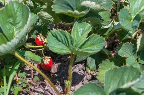 Не было хорошего урожая клубники несколько лет, но исправив эти 5 ошибок, удивилась результату