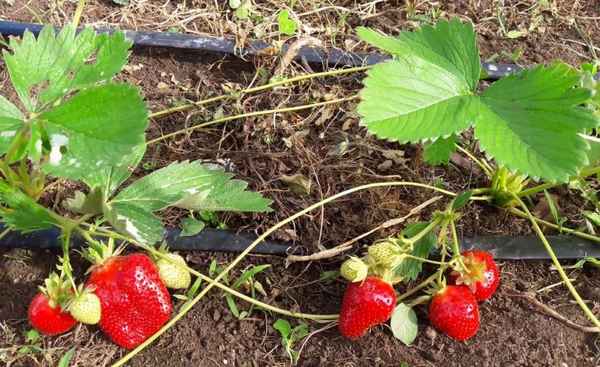 Собираем урожай до морозов! Какие 4 совета помогут продлить плодоношение клубники?